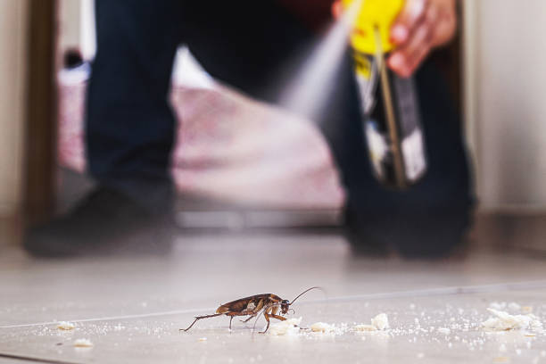 Best Flea Control Services  in Anthony, KS